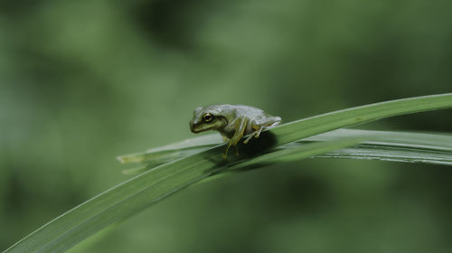 Close-up of a frog on leaf