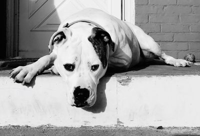 Close-up portrait of dog relaxing against wall