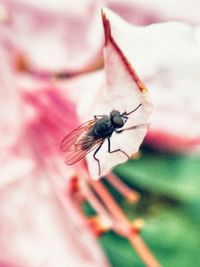 Close-up of insect on flower