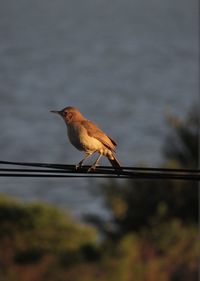 Close-up of bird perching on cable