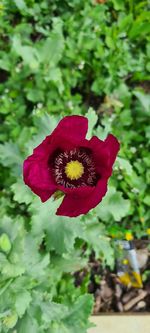 Close-up of red rose flower