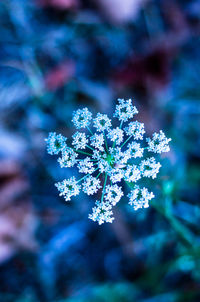Close-up of white flowers blooming in park