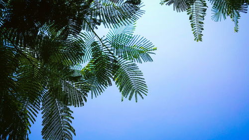 Low angle view of palm tree