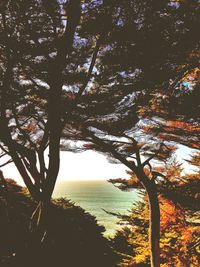 Trees in forest against sky