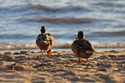 Birds perching on shore