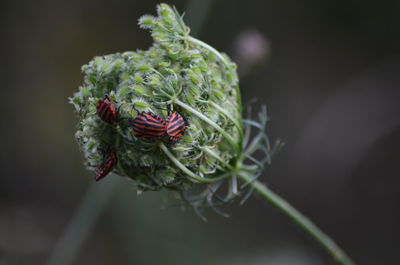 Close-up of flowering plant