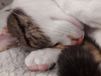 Close-up of cat sleeping