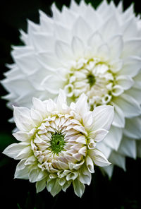 Close-up of white dahlia flower