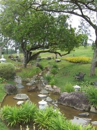 Plants growing in garden