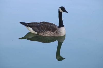 Bird flying over lake