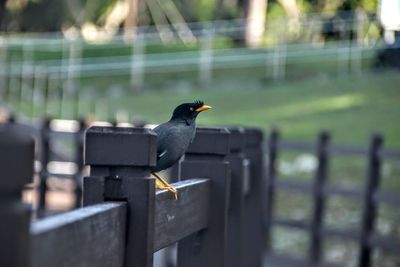 Bird perching on a railing