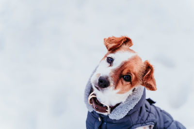 Portrait of dog looking away during winter