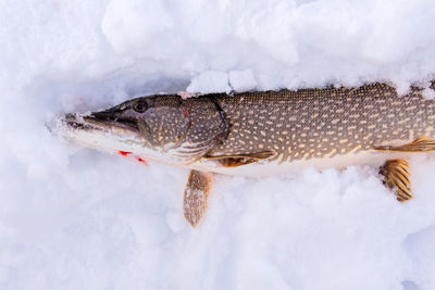 Close-up of fish in snow