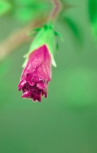 Close-up of rose against blurred background