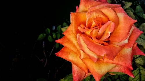 Close-up of yellow rose blooming outdoors