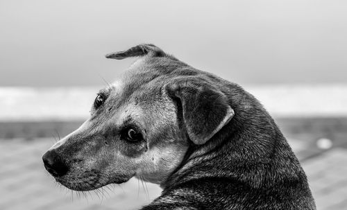 Close-up of a dog looking away