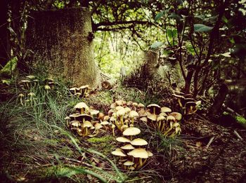 Trees in forest