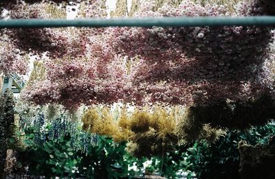 Close-up of flower tree