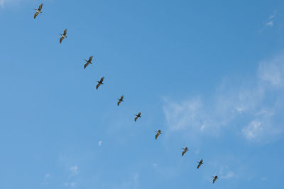 Low angle view of birds flying in sky