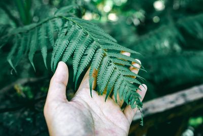 Close-up of hand holding leaf