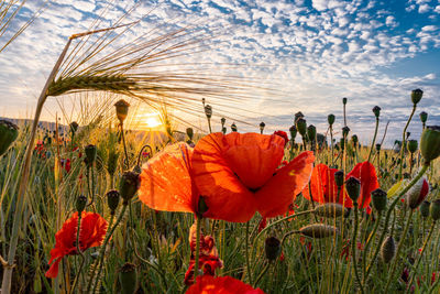 Close-up of orange poppy on field against sky