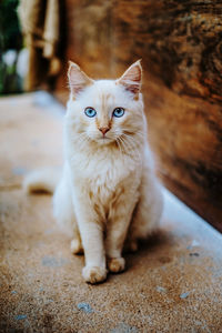 Portrait of kitten sitting outdoors