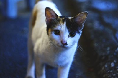 Close-up portrait of cat