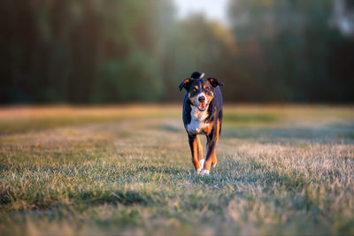 Portrait of dog running on field