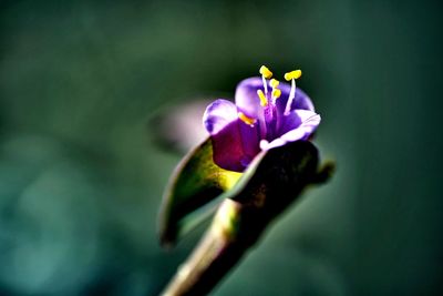 Close-up of purple flowering plant