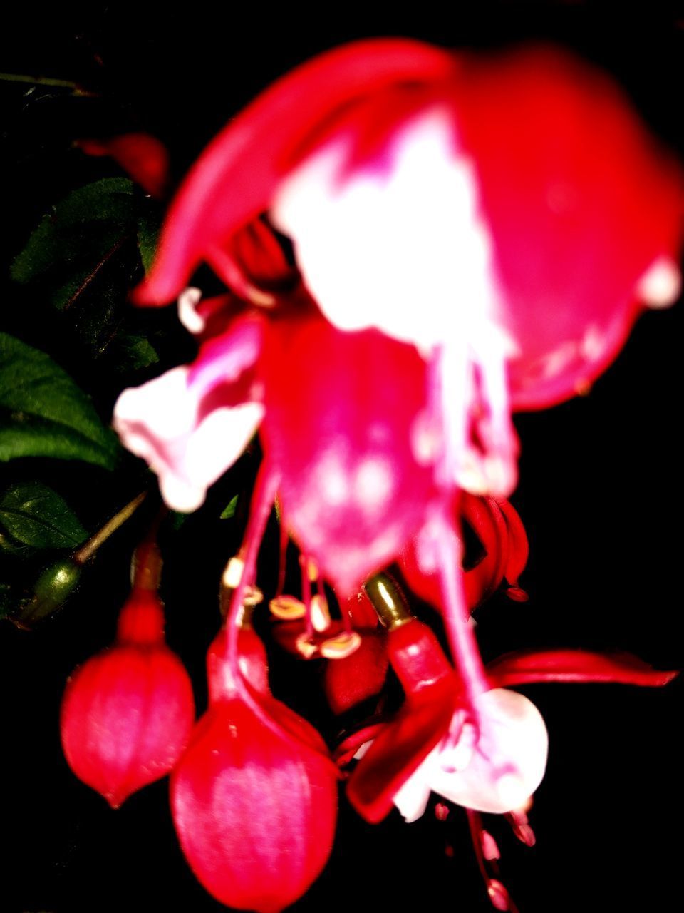 CLOSE-UP OF PINK ROSE FLOWER