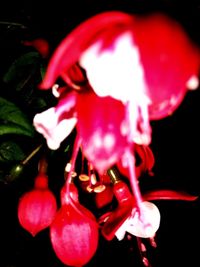 Close-up of pink rose flowers