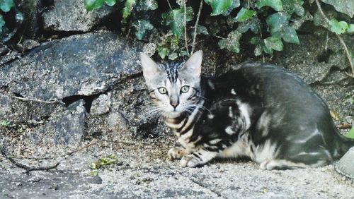 Portrait of cat on field