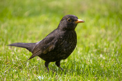 Close-up of a bird on grass