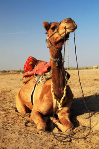 Camel sitting at desert against clear sky