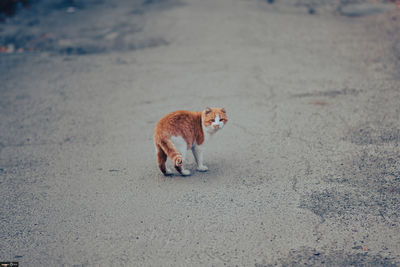 High angle view of cat on street
