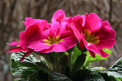 Close-up of pink flowers blooming outdoors