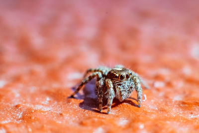 Close-up of spider