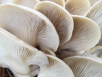 Close-up of mushrooms