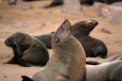 High angle view of sea lion