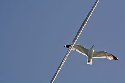 Low angle view of bird flying against clear blue sky