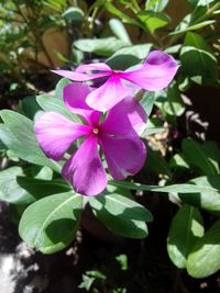 Close-up of pink flowering plant