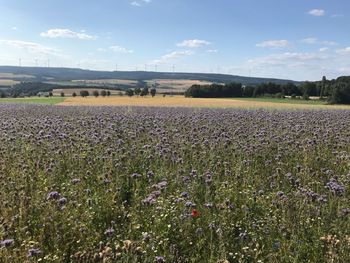 Scenic view of field against sky