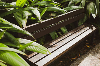 High angle view of potted plant on bench