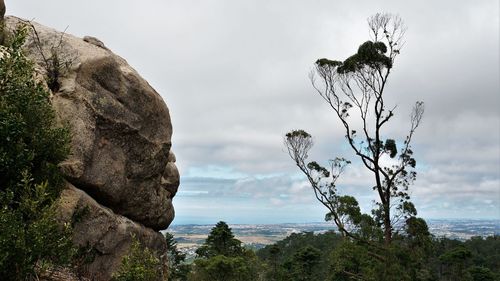 Scenic view of tree by mountain against sky