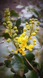 Close-up of yellow flowers