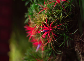 Close-up of red flowering plant