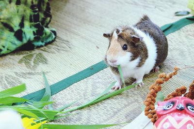 Pet hamster eating grass
