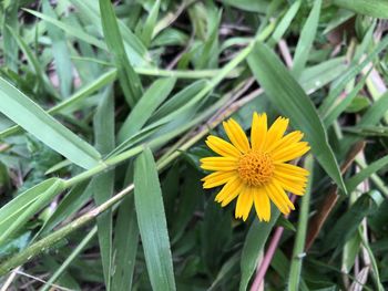 Close-up of yellow flowering plant on field