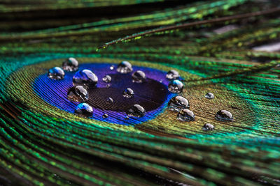 Close-up of blue water drops on wood