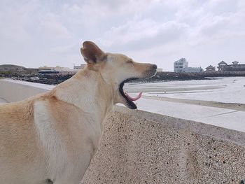 Dog looking away in city against sky
